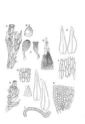 Image: R.C. Wagstaff © All rights reserved. Redrawn with permission from Lewinsky (1984). 